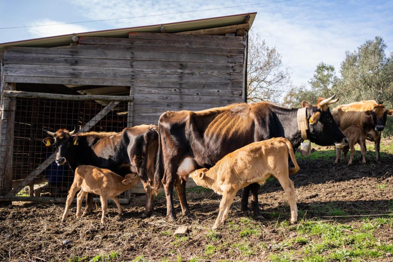 Agriturismo San Basilio Salento エクステリア 写真
